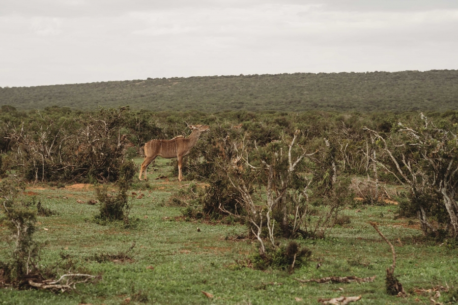 FIH Fotografie » Zuid Afrika